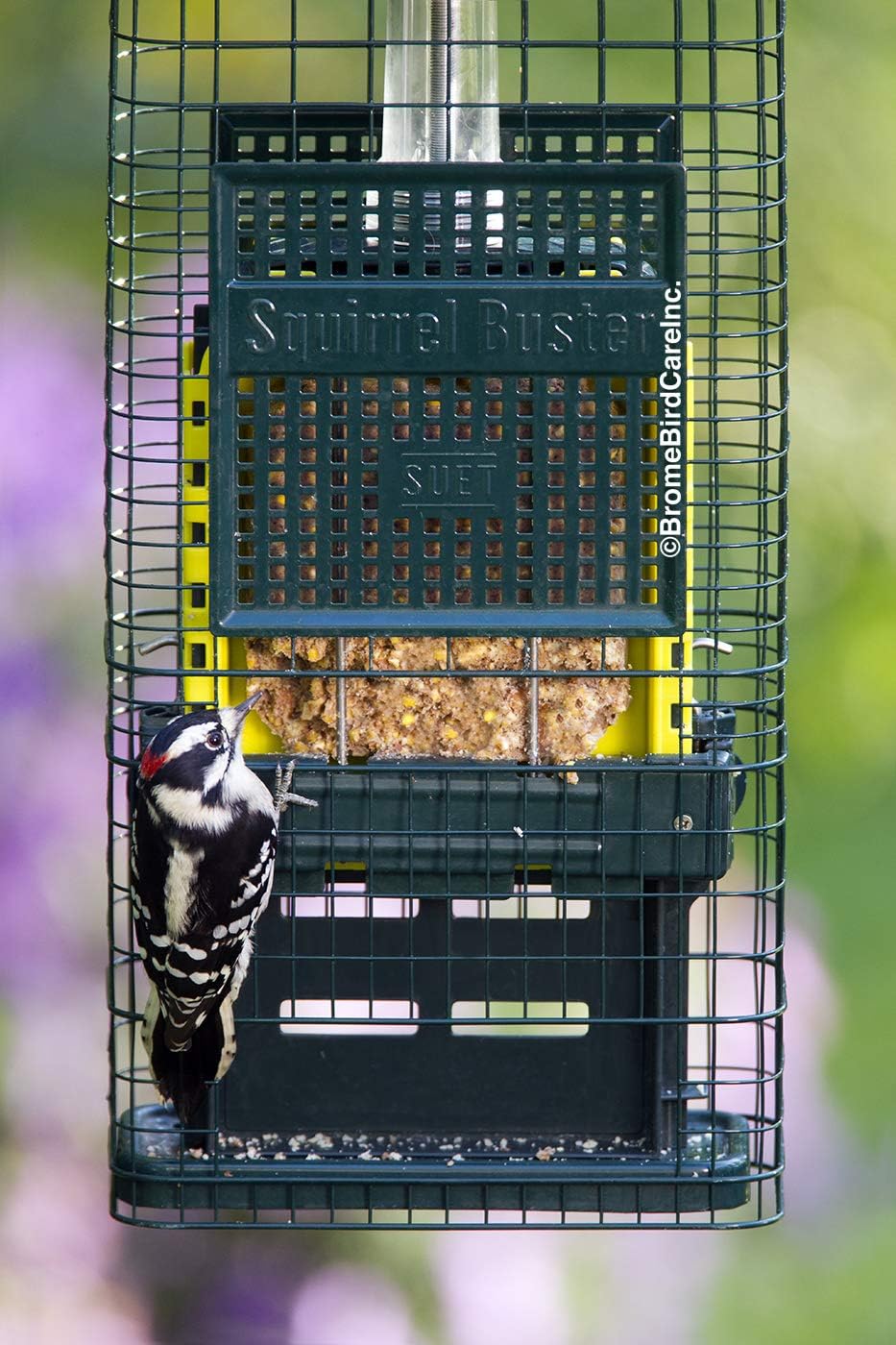 Squirrel Buster Suet Squirrel-proof Bird Feeder with 2 Suet Cake Trays, Green J175