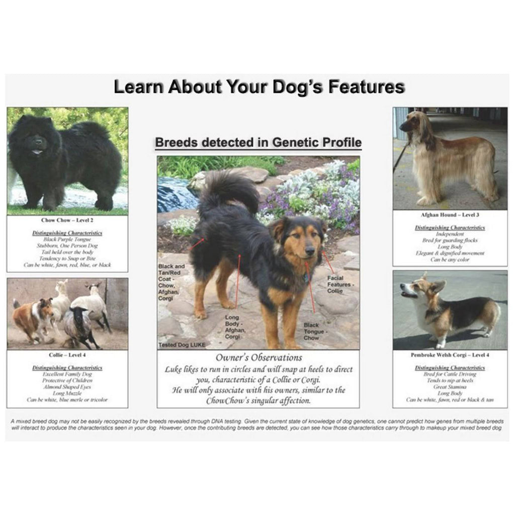 Dog DNA Canine Breed Identification Test Home Cheek Swab Kit G380