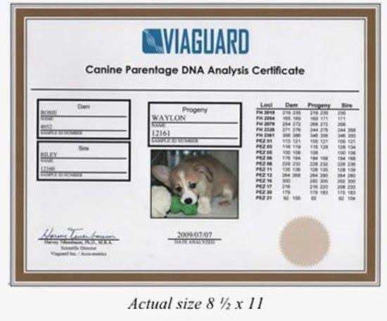 Dog DNA Canine Breed Identification Test Home Cheek Swab Kit G380