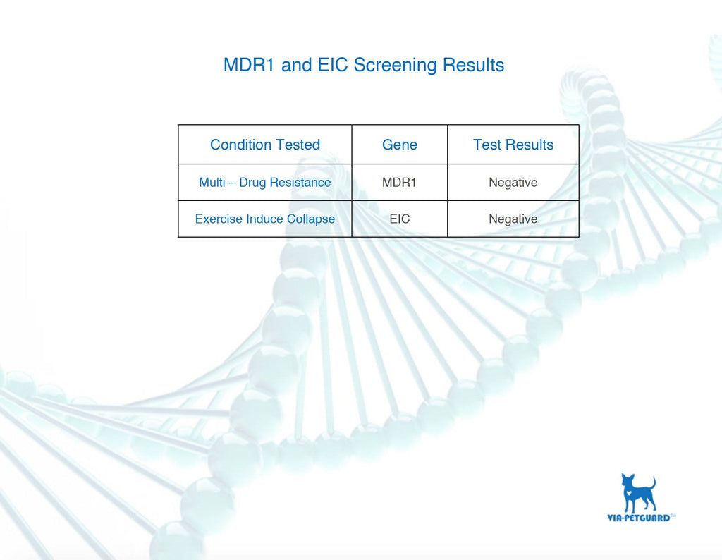 Dog DNA Canine Breed Identification Test Home Cheek Swab Kit G380