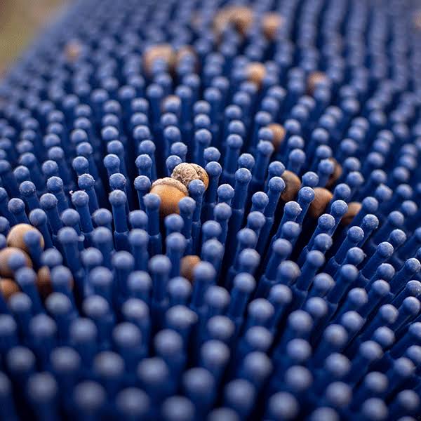 Bag-A-Nut Small Acorn Picker Upper - 36x22 Push Collector P1065