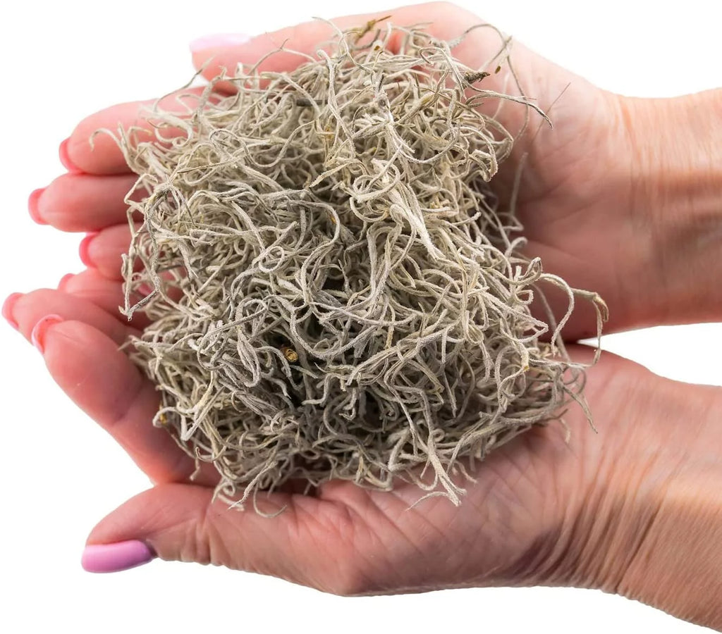 Natural Spanish Moss Preserved Ground Cover for Potted Plants by LOVA - 3 Quart Bag S45657