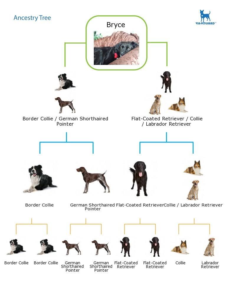 Dog DNA Canine Breed Identification Test Home Cheek Swab Kit G380