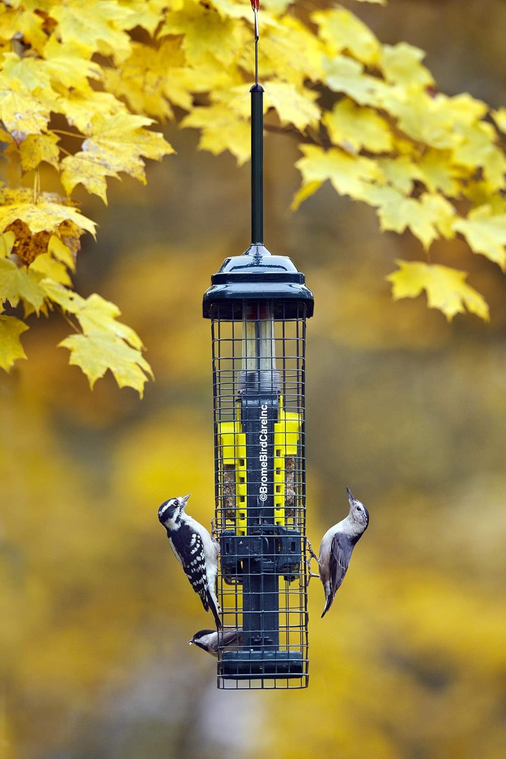 Squirrel Buster Suet Squirrel-proof Bird Feeder with 2 Suet Cake Trays, Green J175