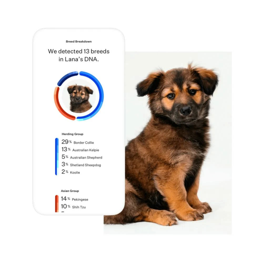 Wisdom Panel 3.0 Dog DNA Test Kit K131