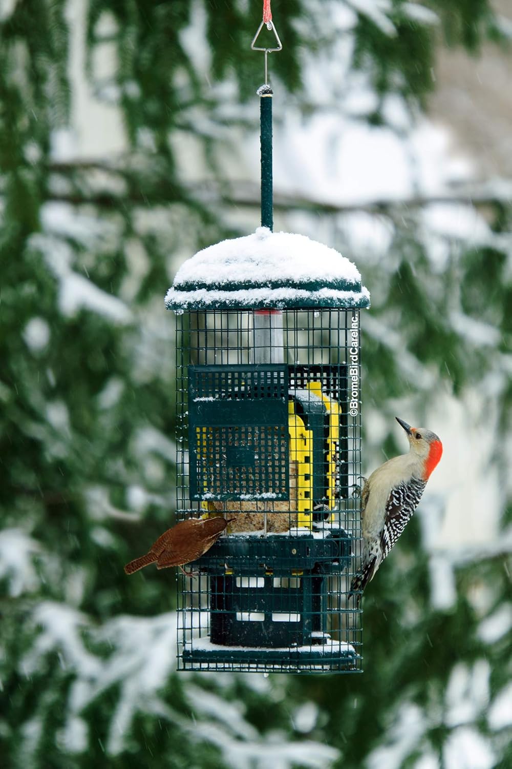 Squirrel Buster Suet Squirrel-proof Bird Feeder with 2 Suet Cake Trays, Green J175