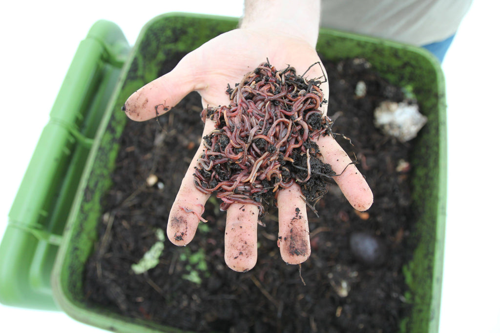Hungry Bin Continuous Flow Worm Composter I6864